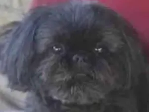 Cachorro raça Shitzu idade 6 ou mais anos nome Charlie 