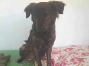 Cachorro raça SRD-ViraLata idade 2 a 6 meses nome Bibinho