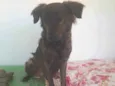 Bibinho