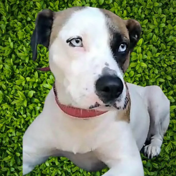 Cachorro ra a SRD-ViraLata idade 2 anos nome Saphira