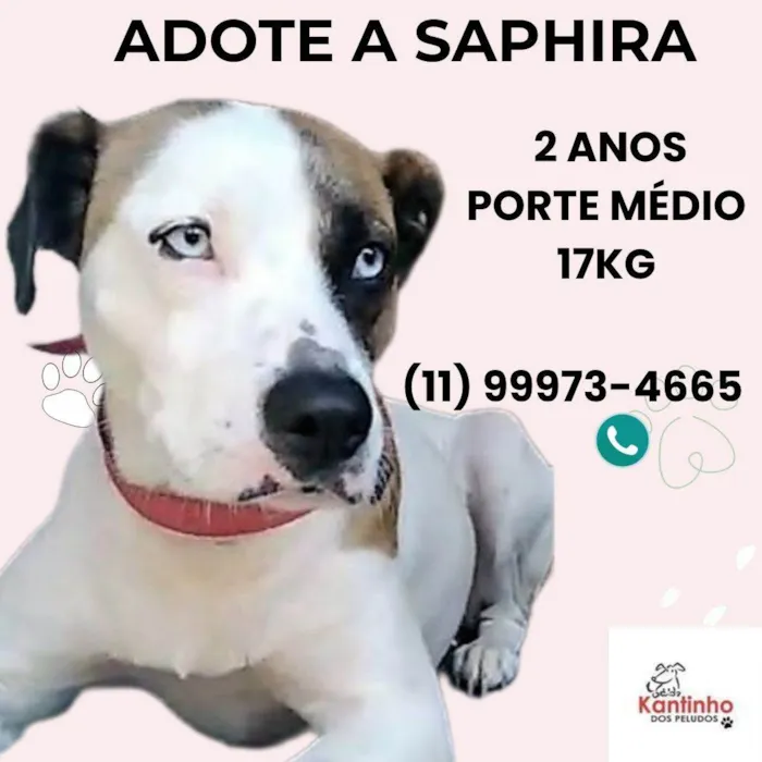 Cachorro ra a SRD-ViraLata idade 2 anos nome Saphira