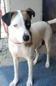 Saphira