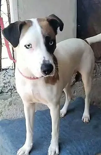 Cachorro ra a SRD-ViraLata idade 2 anos nome Saphira