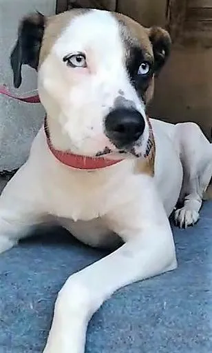 Cachorro ra a SRD-ViraLata idade 2 anos nome Saphira