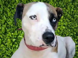 Cachorro raça SRD-ViraLata idade 2 anos nome Saphira