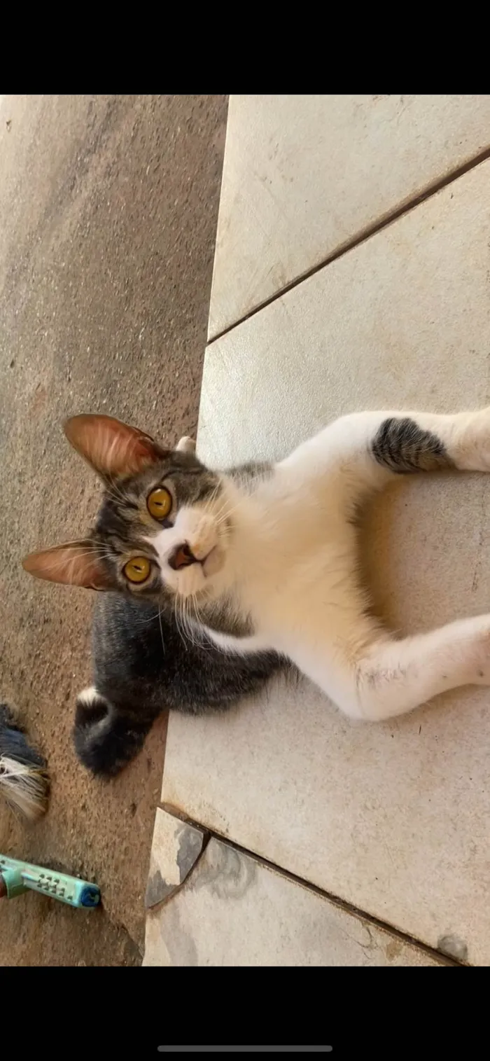 Gato ra a SRD-ViraLata idade 2 a 6 meses nome Sem nome 