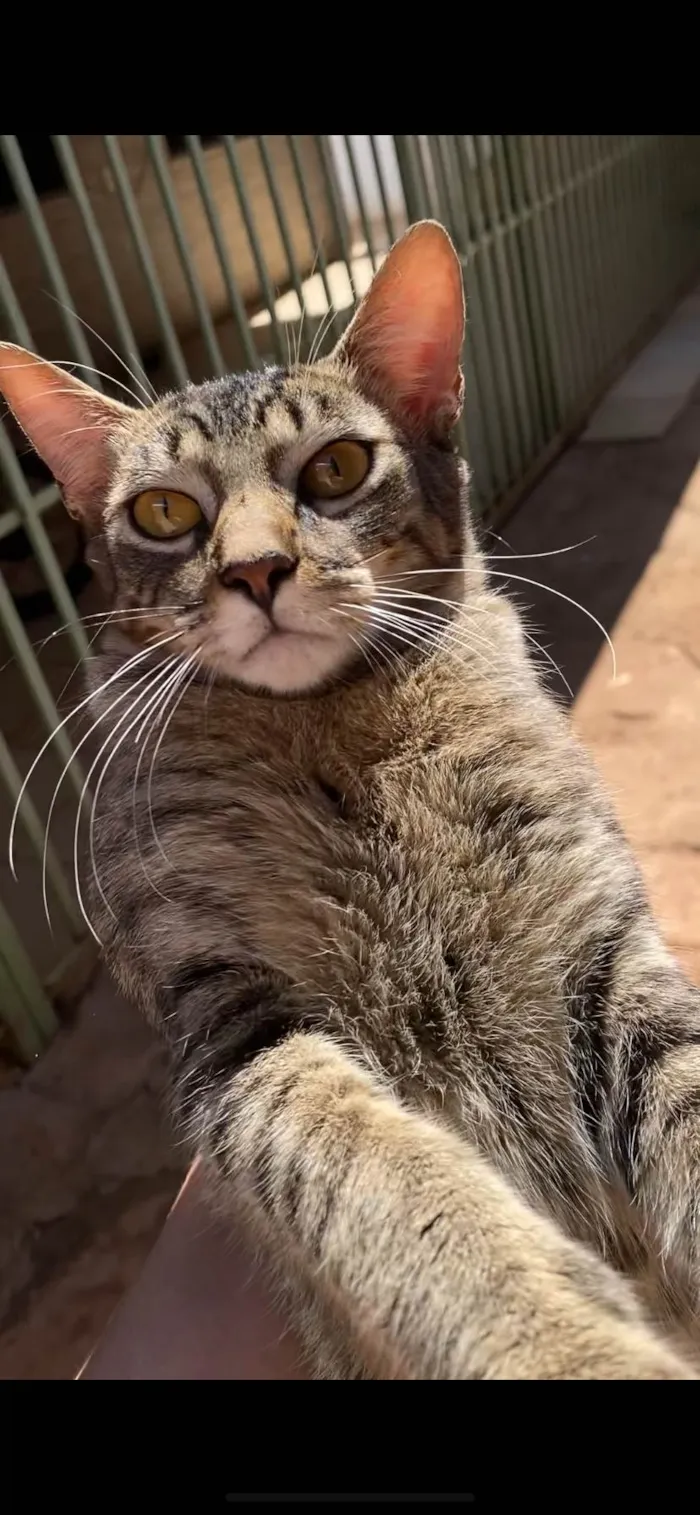 Gato ra a SRD-ViraLata idade 2 a 6 meses nome Sem nome 