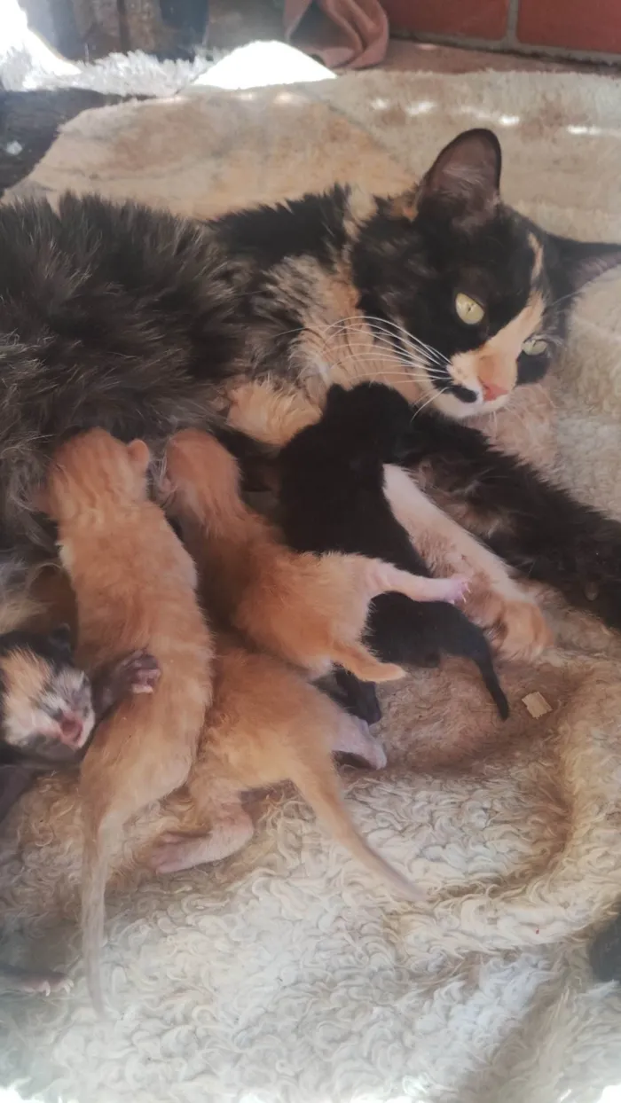 Gato ra a Siamês idade Abaixo de 2 meses nome Crystal,pingo,estrela,pipoca e marry 
