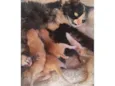 Crystal,pingo,estrela,pipoca e marry 