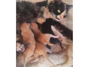 Gato raça Siamês idade Abaixo de 2 meses nome Crystal,pingo,estrela,pipoca e marry 