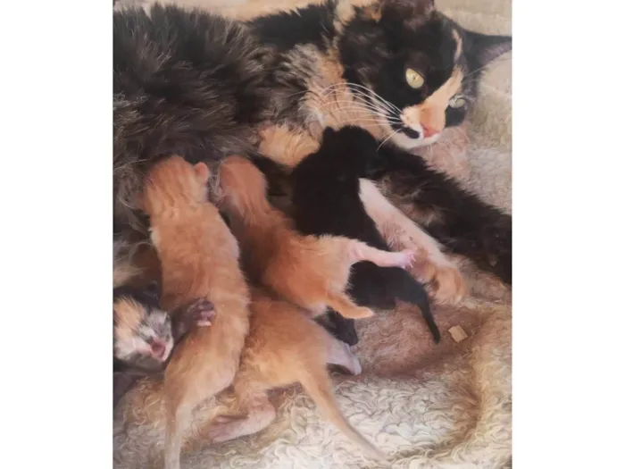 Gato ra a Siamês idade Abaixo de 2 meses nome Crystal,pingo,estrela,pipoca e marry 