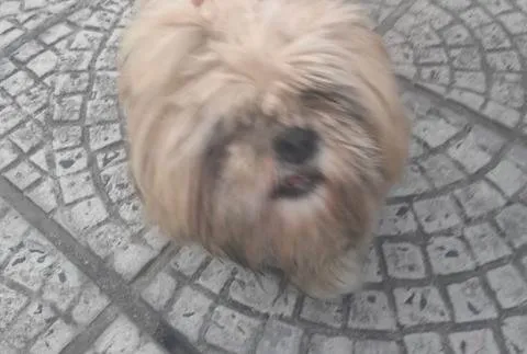 Cachorro ra a Shitzu idade 3 anos nome caroline tafarello