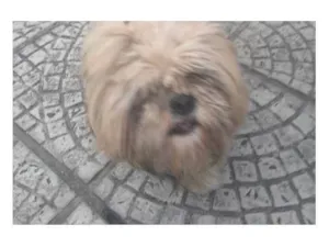 Cachorro raça Shitzu idade 3 anos nome caroline tafarello