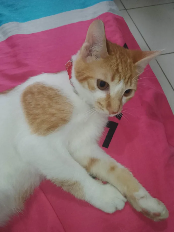 Gato ra a SRD-ViraLata idade 2 a 6 meses nome Lipe