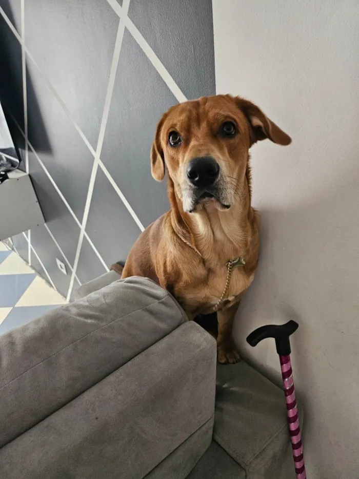 Cachorro ra a SRD-ViraLata idade 7 a 11 meses nome Haru