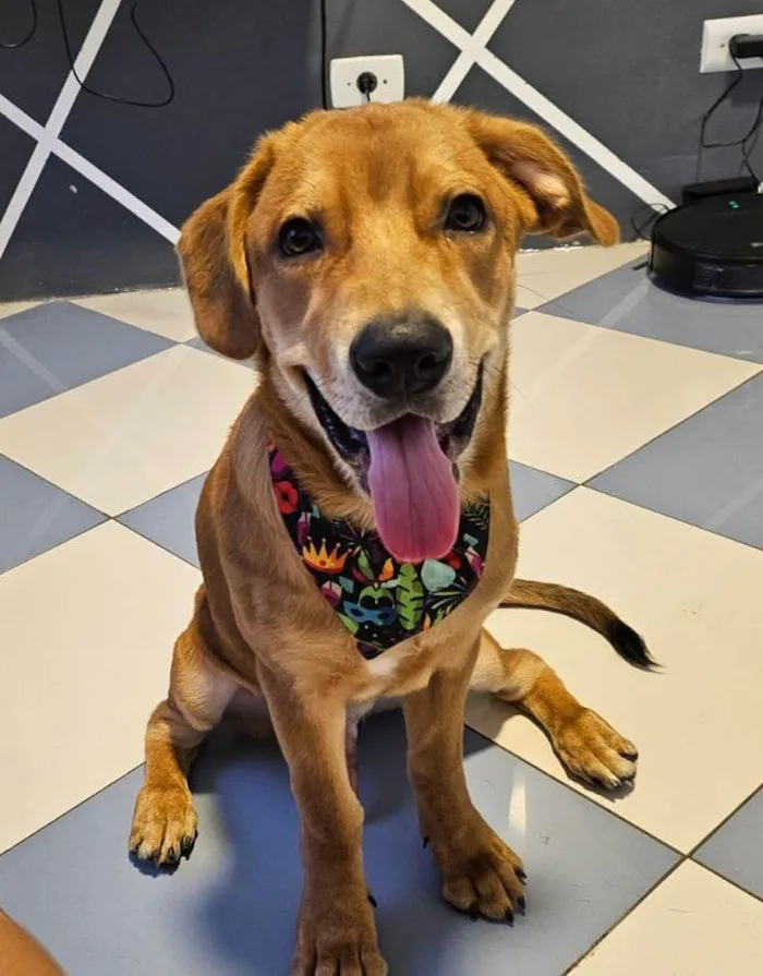 Cachorro ra a SRD-ViraLata idade 7 a 11 meses nome Haru