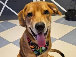 Cachorro raça SRD-ViraLata idade 7 a 11 meses nome Haru