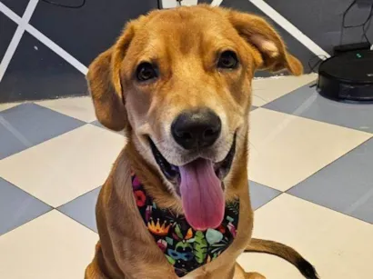 Cachorro raça SRD-ViraLata idade 7 a 11 meses nome Haru