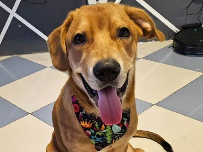 Cachorro ra a SRD-ViraLata idade 7 a 11 meses nome Haru