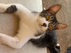 Gato raça SRD-ViraLata idade 2 a 6 meses nome Sem nome 
