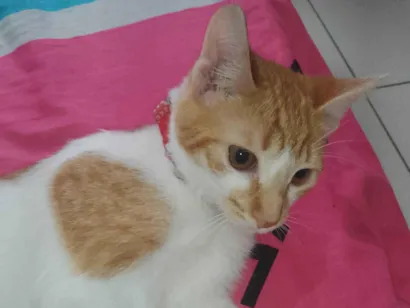 Gato raça SRD-ViraLata idade 2 a 6 meses nome Lipe