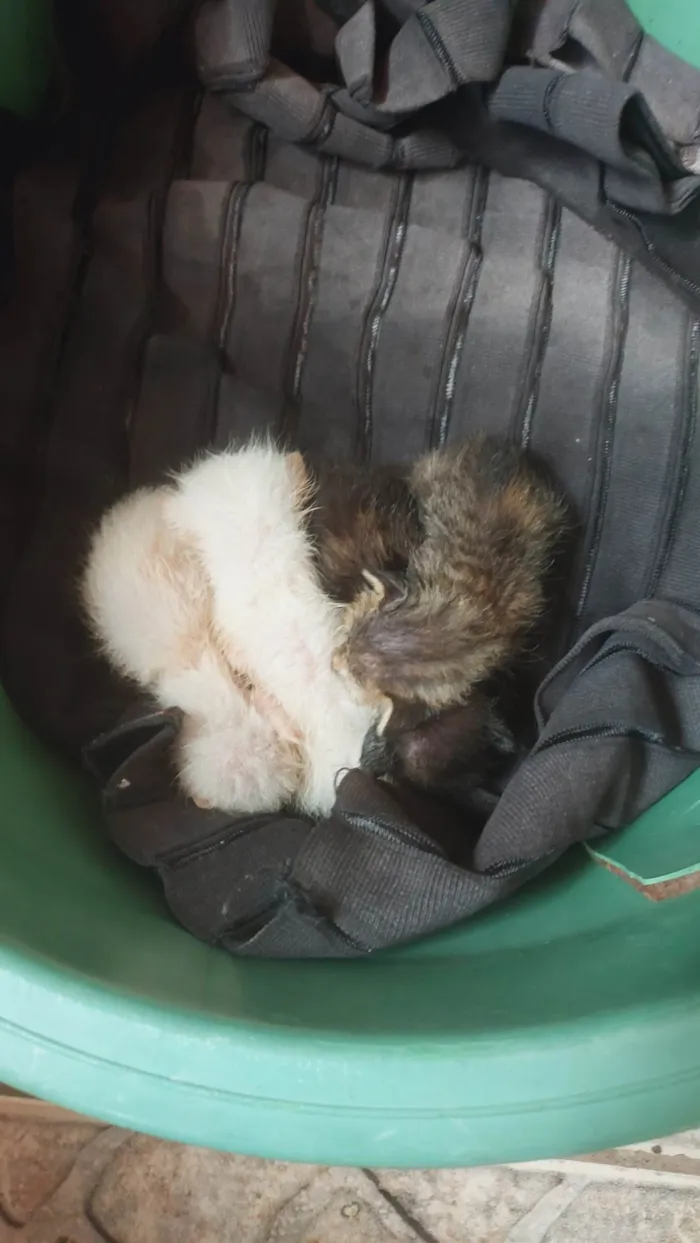 Gato ra a Exótico idade 2 a 6 meses nome Não 