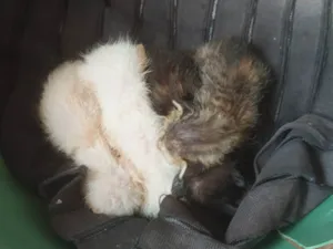Gato raça Exótico idade 2 a 6 meses nome Não 