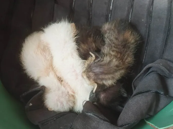 Gato ra a Exótico idade 2 a 6 meses nome Não 