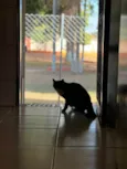 MIAUZINHA
