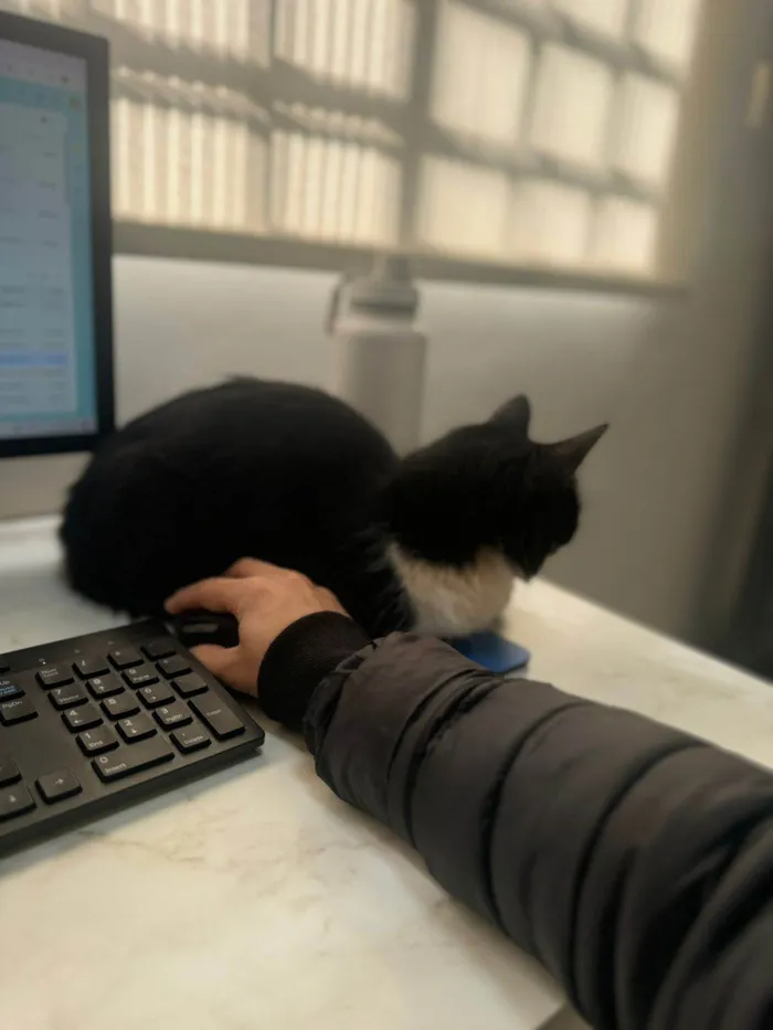 Gato ra a SRD-ViraLata idade 4 anos nome MIAUZINHA