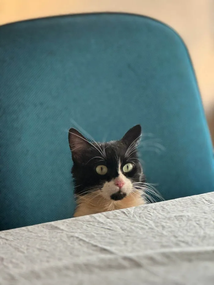 Gato ra a SRD-ViraLata idade 4 anos nome MIAUZINHA