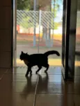 MIAUZINHA