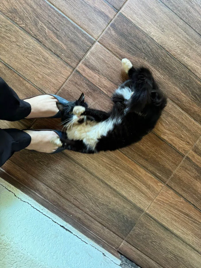 Gato ra a SRD-ViraLata idade 4 anos nome MIAUZINHA