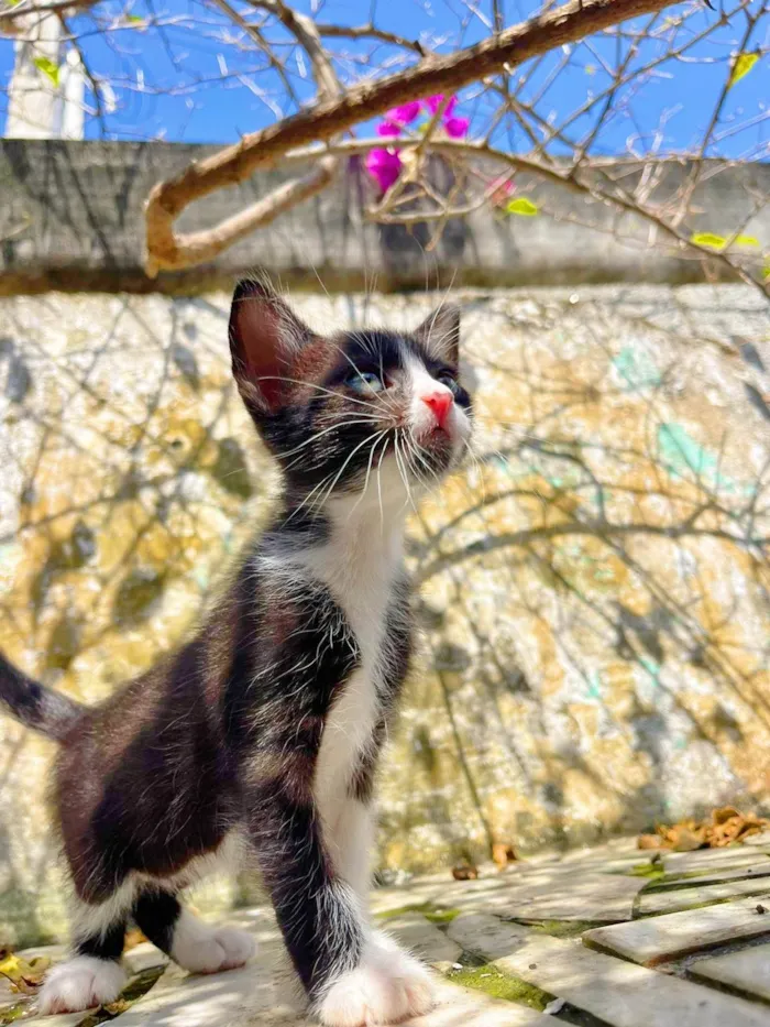 Gato ra a SRD-ViraLata idade Abaixo de 2 meses nome Sem nome 