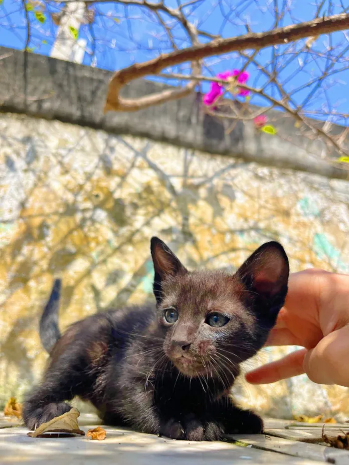 Gato ra a SRD-ViraLata idade Abaixo de 2 meses nome Sem nome 