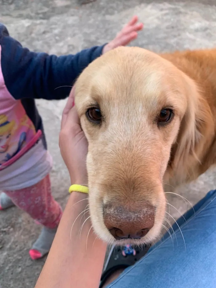 Cachorro ra a Basset-Cofap idade 5 anos nome Jady