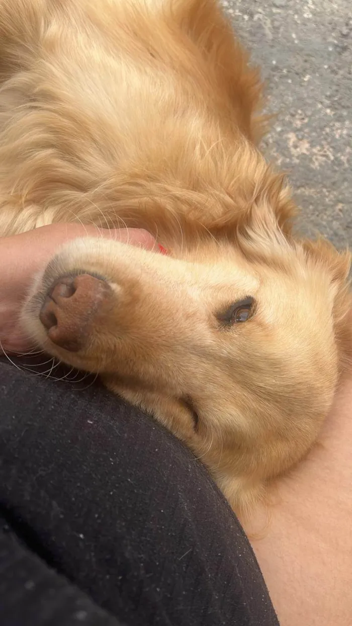 Cachorro ra a Basset-Cofap idade 5 anos nome Jady