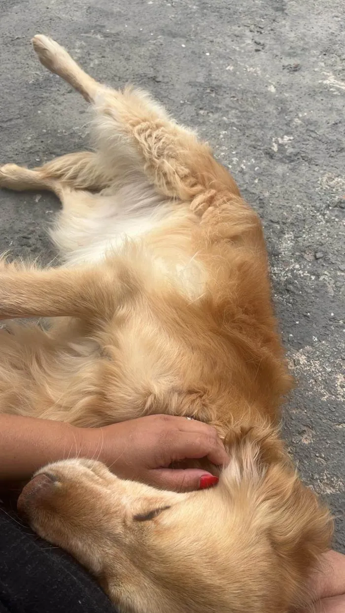 Cachorro ra a Basset-Cofap idade 5 anos nome Jady
