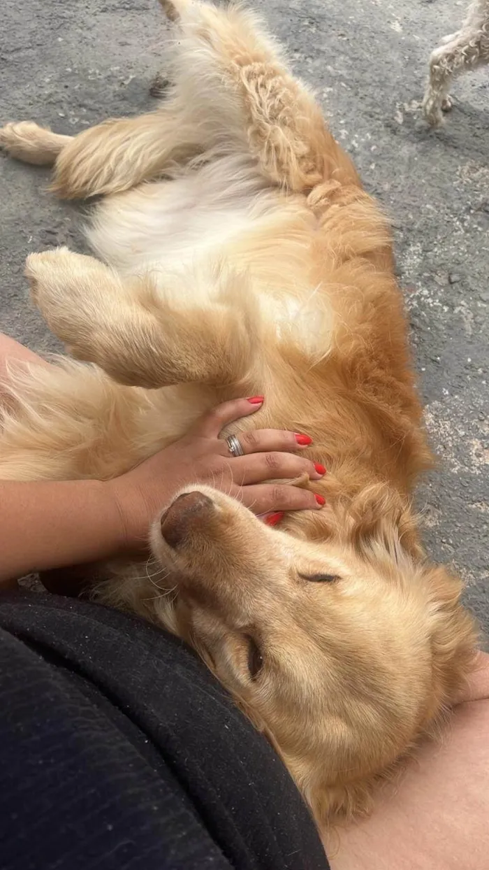 Cachorro ra a Basset-Cofap idade 5 anos nome Jady