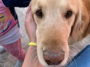 Cachorro raça Basset-Cofap idade 5 anos nome Jady