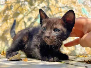 Gato raça SRD-ViraLata idade Abaixo de 2 meses nome Sem nome 
