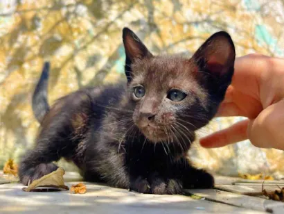 Gato raça SRD-ViraLata idade Abaixo de 2 meses nome Sem nome 