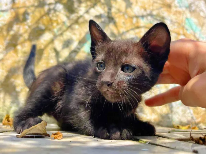 Gato ra a SRD-ViraLata idade Abaixo de 2 meses nome Sem nome 