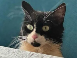 Gato raça SRD-ViraLata idade 4 anos nome MIAUZINHA