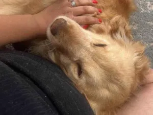 Cachorro raça Basset-Cofap idade 5 anos nome Jady