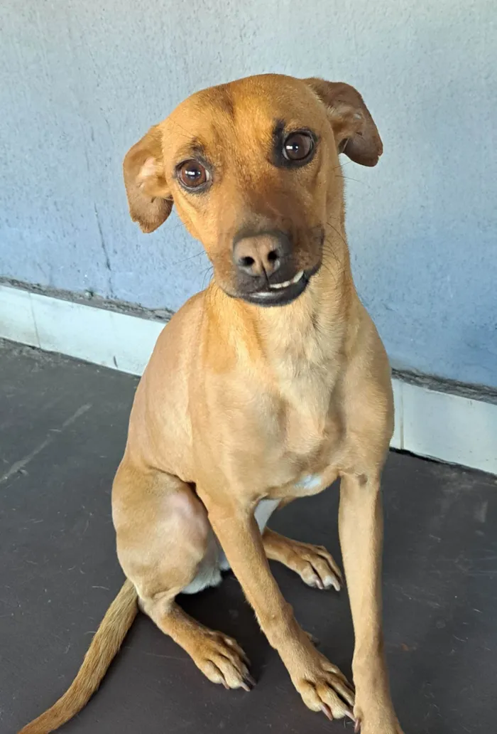 Cachorro ra a SRD-ViraLata idade 2 anos nome Luna