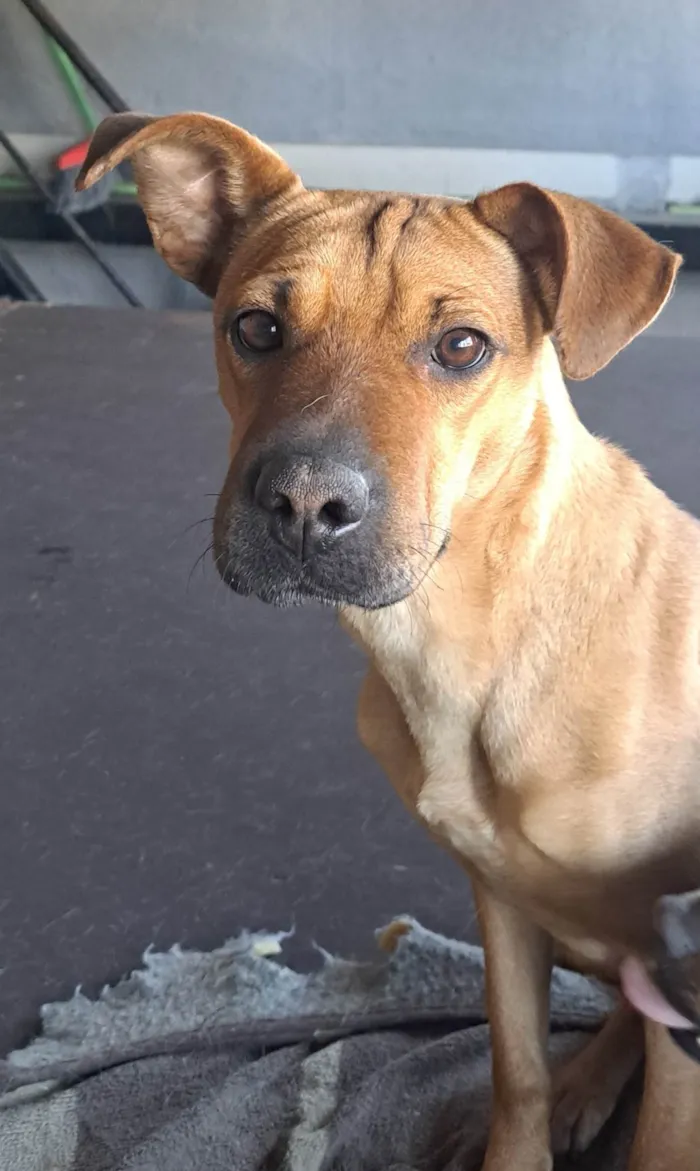 Cachorro ra a SRD-ViraLata idade 2 anos nome Mel