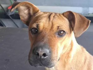 Cachorro raça SRD-ViraLata idade 2 anos nome Mel