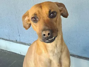 Cachorro raça SRD-ViraLata idade 2 anos nome Luna