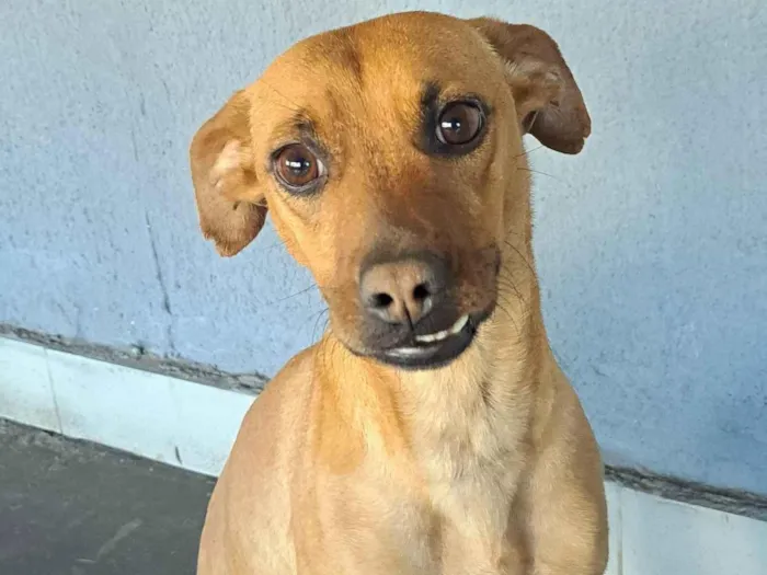 Cachorro ra a SRD-ViraLata idade 2 anos nome Luna